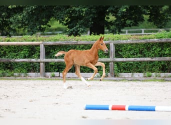 Trakehner, Étalon, Poulain (05/2024), 168 cm, Alezan