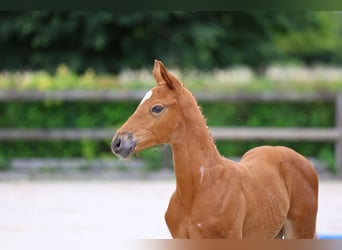 Trakehner, Étalon, Poulain (05/2024), 168 cm, Alezan