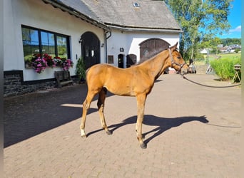 Trakehner, Étalon, Poulain (05/2024), 168 cm, Bai