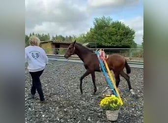 Trakehner, Étalon, Poulain (05/2024), 168 cm, Bai