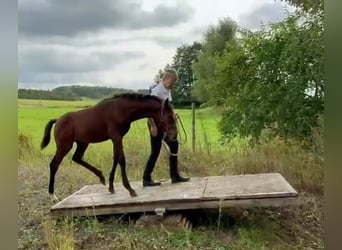 Trakehner, Étalon, Poulain (05/2024), 168 cm, Bai