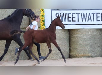 Trakehner, Étalon, Poulain (05/2025), 168 cm, Bai