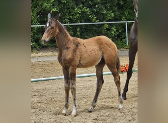 Trakehner, Étalon, Poulain (03/2026), 168 cm, Bai