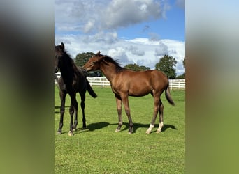 Trakehner, Étalon, Poulain (04/2026), 168 cm, Bai