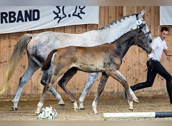 Trakehner, Étalon, Poulain (04/2024), 168 cm