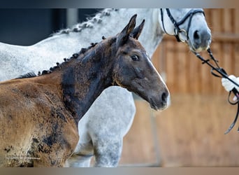 Trakehner, Étalon, Poulain (04/2024), 168 cm