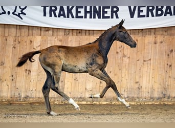 Trakehner, Étalon, Poulain (04/2024), 168 cm