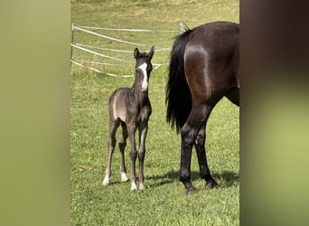 Trakehner, Étalon, Poulain (05/2026), 168 cm, Noir