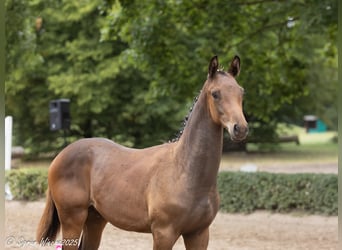 Trakehner, Étalon, Poulain (03/2025), 169 cm, Bai brun