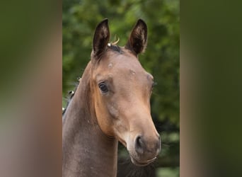 Trakehner, Étalon, Poulain (03/2025), 169 cm, Bai brun