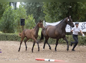 Trakehner, Étalon, Poulain (03/2025), 169 cm, Bai brun