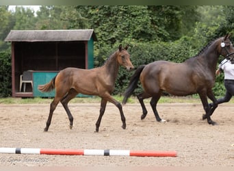 Trakehner, Étalon, Poulain (03/2025), 169 cm, Bai brun