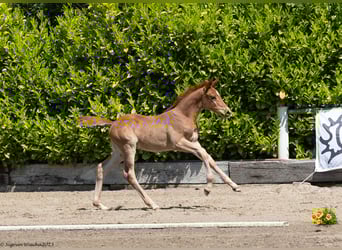 Trakehner, Étalon, Poulain (04/2023), 170 cm, Alezan