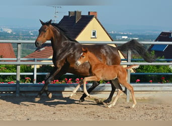 Trakehner, Étalon, Poulain (06/2024), 170 cm, Alezan