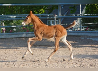 Trakehner, Étalon, Poulain (06/2024), 170 cm, Alezan