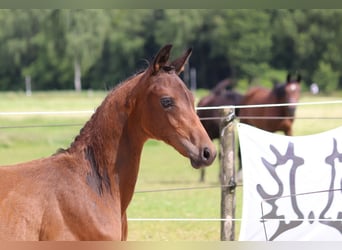 Trakehner, Étalon, Poulain (04/2024), 170 cm, Bai brun