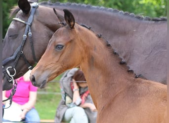 Trakehner, Étalon, Poulain (04/2024), 170 cm, Bai brun