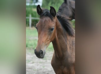 Trakehner, Étalon, Poulain (04/2024), 170 cm, Bai brun