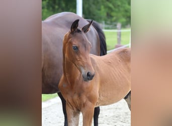 Trakehner, Étalon, Poulain (04/2024), 170 cm, Bai brun