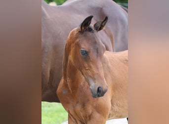 Trakehner, Étalon, Poulain (04/2024), 170 cm, Bai brun