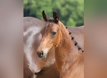 Trakehner, Étalon, Poulain (04/2024), 170 cm, Bai brun