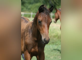 Trakehner, Étalon, Poulain (04/2024), 170 cm, Bai brun