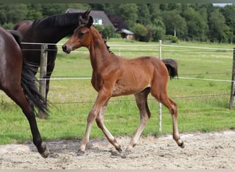 Trakehner, Étalon, Poulain (04/2024), 170 cm, Bai brun