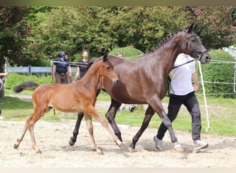 Trakehner, Étalon, Poulain (04/2024), 170 cm, Bai brun