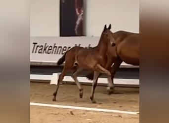 Trakehner, Étalon, Poulain (04/2024), 170 cm, Bai brun