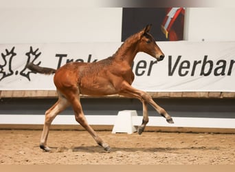 Trakehner, Étalon, Poulain (04/2024), 170 cm, Bai brun