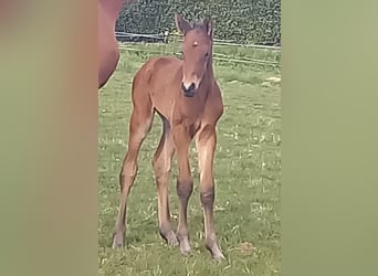 Trakehner, Étalon, Poulain (04/2024), 170 cm, Bai brun