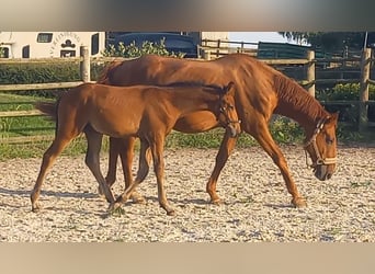 Trakehner, Étalon, Poulain (04/2024), 170 cm, Bai brun