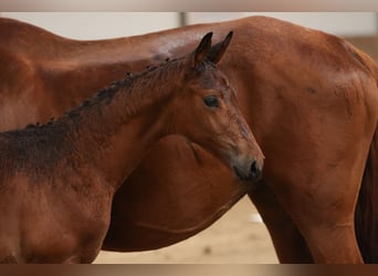 Trakehner, Étalon, Poulain (04/2024), 170 cm, Bai brun