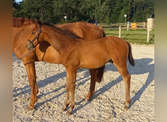 Trakehner, Étalon, Poulain (04/2024), 170 cm, Bai brun