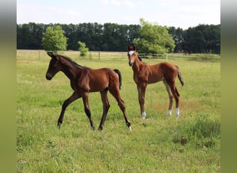 Trakehner, Étalon, Poulain (04/2024), 170 cm, Bai brun