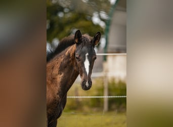 Trakehner, Étalon, Poulain (04/2025), 170 cm, Bai brun foncé