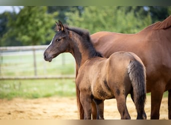 Trakehner, Étalon, Poulain (04/2025), 170 cm, Bai brun foncé