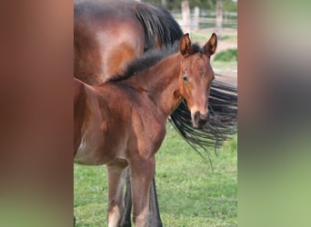 Trakehner, Étalon, Poulain (04/2026), 170 cm, Bai
