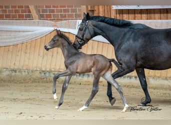 Trakehner, Étalon, Poulain (03/2026), 170 cm, Bai