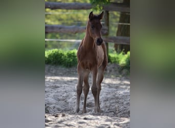 Trakehner, Étalon, Poulain (03/2024), 170 cm, Bai