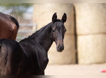 Trakehner, Étalon, Poulain (05/2023), 170 cm, Noir