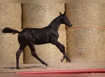 Trakehner, Étalon, Poulain (05/2023), 170 cm, Noir