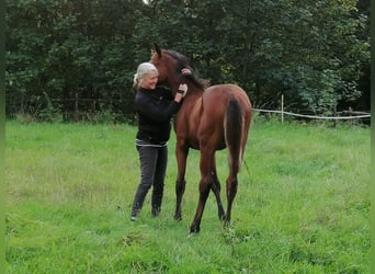 Trakehner, Étalon, Poulain (04/2024), 172 cm, Bai