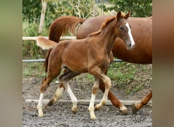 Trakehner, Étalon, Poulain (06/2023), Alezan brûlé