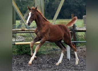 Trakehner, Étalon, Poulain (06/2023), Alezan brûlé