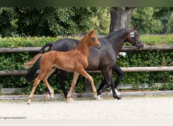 Trakehner, Étalon, Poulain (04/2023), Alezan brûlé