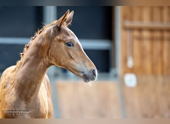 Trakehner, Étalon, Poulain (06/2024), Alezan brûlé