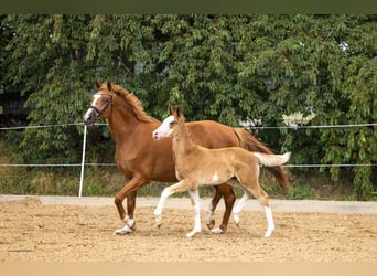 Trakehner, Étalon, Poulain (05/2026), Alezan