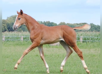 Trakehner, Étalon, Poulain (05/2023), Alezan
