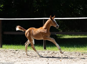 Trakehner, Étalon, Poulain (05/2023), Alezan